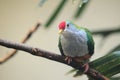Rose-fronted pigeon