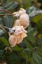 The Rose With Frost. Morning autumn garden