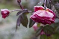 The Rose With Frost. Morning autumn garden