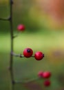 Rose fruits - Pomania - Gurahont dendrological park Royalty Free Stock Photo