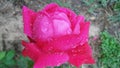 A rose full of droplets