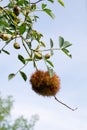 Rose gall wasp