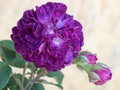 Rose gallica Cardinal De Richelieu, deep purple flower with two buds