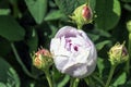 Rose gallica Duchesse de Montebello known as rosa Prolifera de Redoute in British park