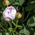 Rose gallica Duchesse de Montebello known as rosa Prolifera de Redoute in British park