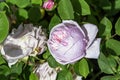 Rose gallica Duchesse de Montebello known as rosa Prolifera de Redoute in British park