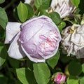 Rose gallica Duchesse de Montebello known as rosa Prolifera de Redoute in British park