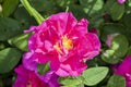 Rose gallica var. officinalis Royalty Free Stock Photo