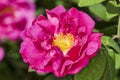 Rose gallica var. officinalis