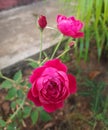 Rose gallica var. officinalis a springtime summer red flower.