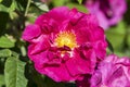 Rose gallica var. officinalis