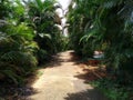 Rose garden arches and path. Royalty Free Stock Photo