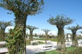 Rose garden in the beach park of maltepe in istanbul