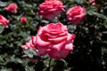 Rose garden with beautiful fresh roses Royalty Free Stock Photo