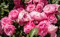 Rose garden with beautiful fresh roses Royalty Free Stock Photo