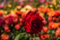 Rose garden with beautiful fresh roses Royalty Free Stock Photo