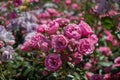 Rose garden with beautiful fresh roses Royalty Free Stock Photo