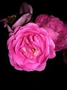 Rose in the garden with a black background Royalty Free Stock Photo