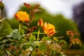 Rose garden details at waddesdon manor Royalty Free Stock Photo