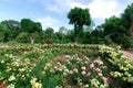 Rose garden with flowerbed with blooming roses.