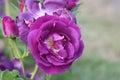 Rose garden Guldemondplantsoen in Boskoop with rose variety Rhapsody in Blue Royalty Free Stock Photo