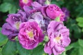 Rose garden Guldemondplantsoen in Boskoop with rose variety Rhapsody in Blue Royalty Free Stock Photo
