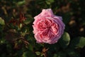 Rose garden Guldemondplantsoen in Boskoop with rose variety RÃÂ¶sengrafin Marie Henriette