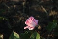 Rose garden Guldemondplantsoen in Boskoop with rose variety RÃÂ¶sengrafin Marie Henriette