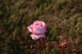 Rose garden Guldemondplantsoen in Boskoop with rose variety RÃÂ¶sengrafin Marie Henriette