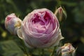 Rose garden Guldemondplantsoen in Boskoop with rose variety Vesalius Royalty Free Stock Photo