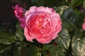 Rose garden Guldemondplantsoen in Boskoop with rose variety Flora Colonia