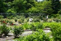 The Rose Garden in Hokkaido University Botanical Garden