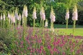 Rose Garden at Hyde Park, London Royalty Free Stock Photo