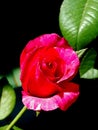 Red rose