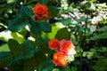 The rose garden. orange rose bush. Beautiful fresh roses in nature. orange tea roses bush in the garden. so soft and tender Royalty Free Stock Photo