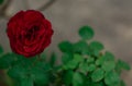 Rose in the garden over natural background after rain Royalty Free Stock Photo