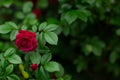 Rose in the garden over natural background after rain Royalty Free Stock Photo