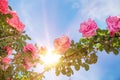 Rose garden over sky. Royalty Free Stock Photo