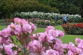 The Rose Garden of Palmerston North NZL