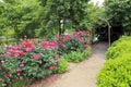 Rose Garden Path Royalty Free Stock Photo