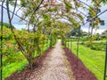Rose garden pergola Royalty Free Stock Photo