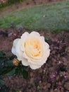 Rose garden photos