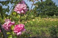 Rose Garden in Regents Park Royalty Free Stock Photo