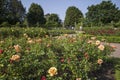 Rose Garden in Regents Park Royalty Free Stock Photo