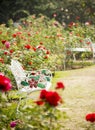 Rose garden in relaxing atmosphere