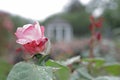 Rose Garden Sherbert Petal Bokeh Wide Royalty Free Stock Photo