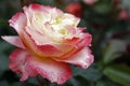 Rose Garden Sherbert Pink Petal Solo Royalty Free Stock Photo