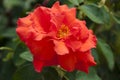 Rose garden in spring. red orange rose bush. beautiful fresh roses in nature. pink tea roses Royalty Free Stock Photo