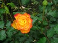 Rose Garden, Tralee, Ireland