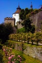 Rose Garden with bright blue sky and turreted castle in Germany